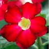 01 Muda Rosa Do Deserto com 2 anos idade - Image 2