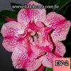 01 Rosa Do Deserto Enxerto Dobrada Mesclado EV-2