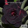 01 Rosa Do Deserto Enxerto Vinho Tripla Escura EV-421