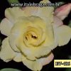 01 Rosa Do Deserto Enxerto Amarelo Tripla EV-486