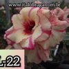 01 Rosa Do Deserto Dobrada Mesclada Amarelo L-22