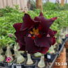 01 Rosa Do Deserto Dobrada Negra PT-14 TS-314