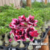 01 Rosa Do Deserto Enxerto Import. Doublo BlueBoy