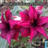 01 Rosa Do Deserto Dobrada Mesclada Roxo F-1