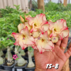 01 Rosa Do Deserto Dobrada Bege Com Borda Rosa PT-14 TS-8