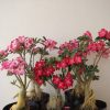 04 Rosa Do Deserto 2 Anos Já Com Flor Sortida