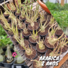 01 Muda Rosa do Deserto ARÁBICA 2 anos