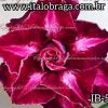 01 Rosa Do Deserto Triple Raro Vermelho ( IB-5 )