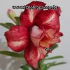 01 Rosa Do Deserto Enxerto Rara SOFI - Image 4