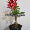 01 Rosa Do Deserto Enxerto Rara SOFI - Image 2