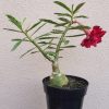 01 Rosa Do Deserto Triple Raro Vermelho ( IB-5 ) - Image 2