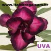 01 Rosa Do Deserto Enxerto Uva Dobrada