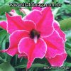 01 Rosa Do Deserto Enxerto Rara Beautiful Smile