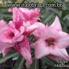 01 Rosa Do Deserto Enxerto Import Rara Grape Milkshape