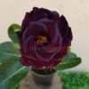 01 Rosa Do Deserto Enxerto Roxo Import PT-14 Cleópatra