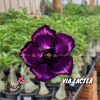01 Rosa Do Deserto Enxerto Roxo Import PT-14 Via Lactea