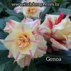 01 Rosa Do Deserto Tripla Importada GENOA