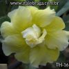 01 Rosa Do Deserto Dobrada Amarela TH-16