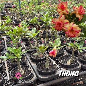 01 Rosa Do Deserto Dobrada Amarelo Listrada PT-14 Thong