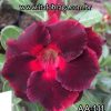 01 Rosa Do Deserto Dobrada Bordo vinho PT-14 AA-111
