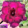 01 Rosa Do Deserto Roxa Tripla PT-14 DJC-1