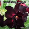01 Rosa Do Deserto Dobrada Negra night shadow