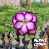 01 Rosa Do Deserto importada Dobrada Roxa PT-14 Purple Crown