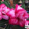 01 Rosa Do Deserto Dobrada mescla PT-14 TS-21