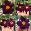 01 Rosa Do Deserto Roxo Forte Lisa PT-14 LM-38