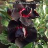01 Rosa Do Deserto Rara Dobrada PT-14 BLACK