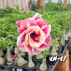 01 Rosa Do Deserto Dobrada PT-14 LM-47