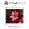 01 Rosa Do Deserto Vermelho Branco Rara M-9 - Image 4