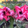 01 Rosa Do Deserto Importada Fire of Love