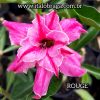 01 Rosa Do Deserto Enxerto Dobrada Rouge