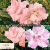 01 Rosa Do Deserto Enxerto Triple Delicate Rara