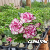 01 Rosa Do Deserto Importada Borda Roxa PT-14 Carnation