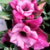 01 Rosa Do Deserto Dobrada Roxo Mescla DUST
