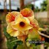 01 Rosa Do Deserto Importada Taiwan GOLD Dobrada