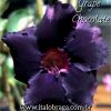 01 Rosa Do Deserto Enxerto Import Rara PT-14 Grape Chocolate