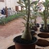 20 Mudas Rosa do Deserto + 3 Brindes - Adubo, Manual Cultivo e Fita Enxerto - Image 4