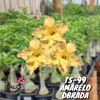 01 Rosa Do Deserto Enxerto Amarelo Dobrada PT-14 TS-99