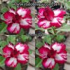 01 Rosa Do Deserto Enxerto Dobrada DRAGON STAR