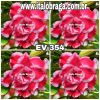 01 Rosa Do Deserto Enxerto Dobrada EV-354