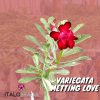 01 Rosa Do Deserto Enxerto Dobrada Importada METTING LOVE - VARIEGATA