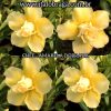 01 Rosa Do Deserto Enxerto Dobrada Amarelo CHEE