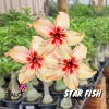 01 Rosa Do Deserto Enxerto Importado Star Fish