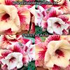 01 Rosa Do Deserto Enxerto Dobrada Importado Sweet Peach