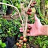 400gr Adubo Fertilizante Forth Frutas - Image 3