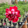 01 Rosa Do Deserto Mesclada PT-14 TS-37