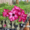 01 Rosa Do Deserto dobrada PT-14 TS-290